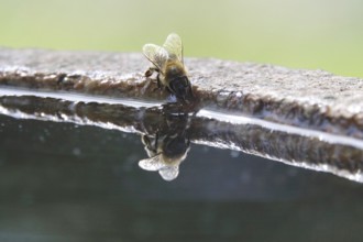 Drinking bee at a water basin, reflection, macro photography, summer, Germany