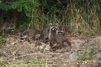 Raccoon, family at the edge of a forest, summer, Saxony, Germany