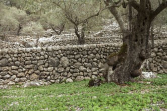 Stone walls in an olive grove, Majorca, Balearic Islands, Spain