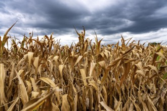 Maize field near Hünxe, dry plants, still being harvested, mostly used for concentrated feed for