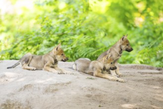 Eurasian wolf (Canis lupus lupus) cubs (youngster) on a little sand hill in the forest, Hesse,