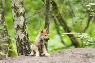 Eurasian wolf (Canis lupus lupus) cub (youngster) sitting on a little sand hill in the forest,