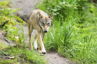 Eurasian wolf (Canis lupus lupus) walking in a forest, Hesse, Germany