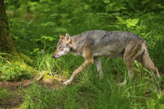 Eurasian wolves (Canis lupus lupus), walking in the forest, Hesse, Germany