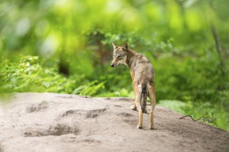 Eurasian wolf (Canis lupus lupus) standing on a little sand hill in the forest, Hesse, Germany