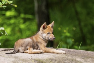Eurasian wolf (Canis lupus lupus) cub (youngster) lying on a little sand hill in the forest, Hesse,