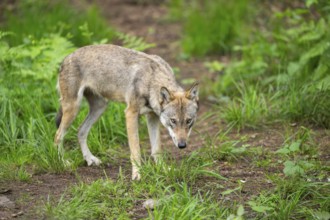 Eurasian wolf (Canis lupus lupus) standing in a forest, Hesse, Germany