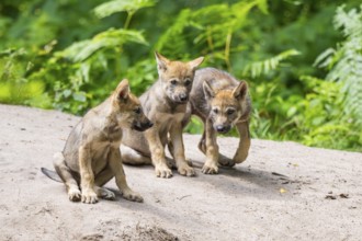 Eurasian wolf (Canis lupus lupus) cubs (youngster) on a little sand hill in the forest, Hesse,
