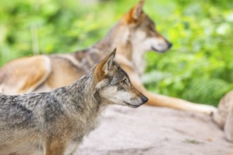 Eurasian wolf (Canis lupus lupus) standing on a little sand hill in the forest, Hesse, Germany