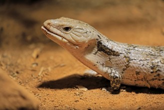 Blue-tongued skink (Tiliqua scincoides), adult, on the ground, foraging, alert, portrait,