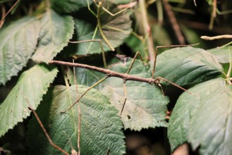 Annam stick insect (Medauroidea extradentata), Vietnamese stick insect, ghost insect, adult,