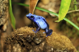 Blue poison dart frog (Dendrobates tinctorius), Blue poison dart frog, adult, alert, South America