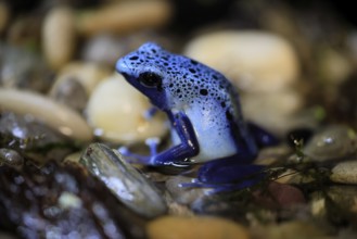 Blue poison dart frog (Dendrobates tinctorius), Blue poison dart frog, adult, alert, in water,