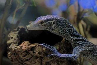 Blue-spotted tree monitor (Varanus macraei), MacRae's monitor, adult, portrait, resting, Southeast
