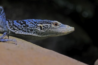 Blue-spotted tree monitor (Varanus macraei), MacRae's monitor, adult, portrait, alert, Southeast