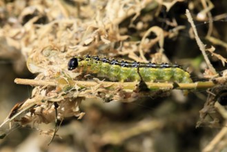 Box tree moth (Cydalima perspectalis), caterpillar, feeding on boxwood, clear feeding, Ellerstadt,