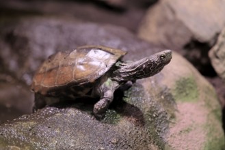Chinese three-legged turtle (Mauremys reevesii), adult, on rocks, foraging, vigilant, stream