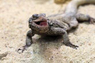 Chuckwalla (Common Chuckwalla ater), adult, on the ground, foraging, Southwest USA, North America,