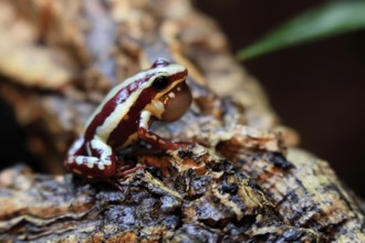 Three-striped Woodcreeper (Epipedobates tricolor), adult, calling, on tree, Ecuador, South America