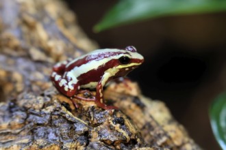 Three-striped Woodcreeper (Epipedobates tricolor), adult, on tree, Ecuador, South America