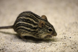 Typical striped grass mouse (Lemniscomys striatus), adult, on ground, alert, foraging, East Africa,