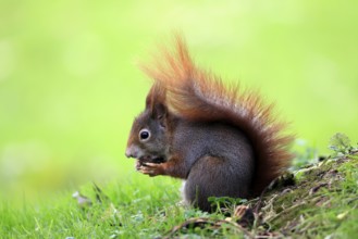 Squirrel (Sciurus vulgaris), adult, in a meadow, eating, with food, walnut, Mannheim, Germany