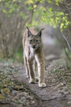 Eurasian lynx (Lynx lynx), adult, stalking, alert, in forest, Hesse, Germany, Europe, captive