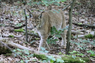 Eurasian lynx (Lynx lynx), adult, stalking, alert, in forest, Hesse, Germany, Europe, captive