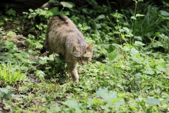 European wildcat (Felis silvestris), adult, stalking, in the forest, foraging, alert, Hesse,