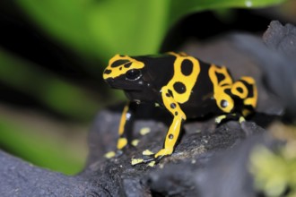 Yellow-banded poison dart frog (Dendrobates leucomelas), adult, alert, South America, captive