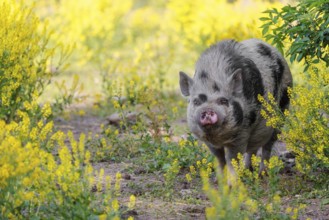A Kunekune pig (sus scrofa domesticus), a domestic breed from New Zealand walks walks through a