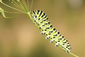 Swallowtail caterpillar (Papilio machaon), caterpillar sitting on Wild carrot (Daucus carota),