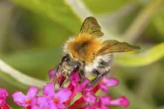 Field bumblebee (Bombus pascuorum), sucking nectar on summer lilac (Buddleja davidii), butterfly