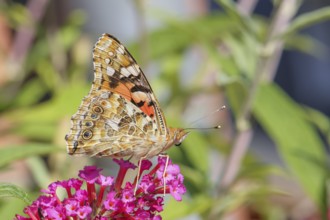 Thistle butterfly (Vanessa cardui) underside, sucking nectar on summer lilac (Buddleja davidii),