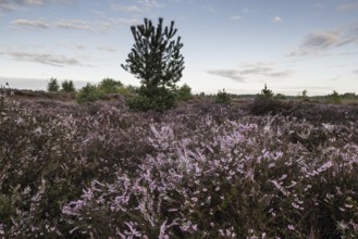 Heath landscape at sunrise, Emsland, Lower Saxony, Germany