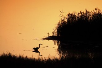 Heron at sunrise in a lake, Saxony, Germany