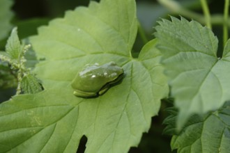 Tree frog, August, Saxony, Germany
