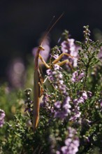 Praying mantis, August, Saxony, Germany