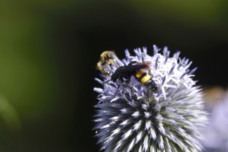 Scolia hirta, July, Germany