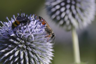 Grasshopper sand wasp, July, Germany