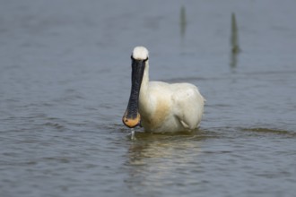Eurasian spoonbill (Platalea leucorodia) adult bird feeding in a shallow lagoon, England, United
