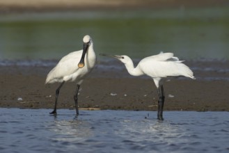 Eurasian spoonbill (Platalea leucorodia) two birds adult bird and juvenile bird begging for food in