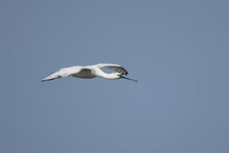Eurasian spoonbill (Platalea leucorodia) adult bird flying in a blue sky, England, United Kingdom