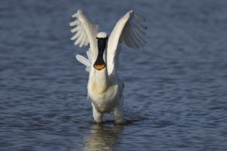 Eurasian spoonbill (Platalea leucorodia) adult bird in a shallow lagoon, England, United Kingdom