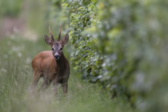 Roebuck in the rut, Biburg leaf time, Eifel Rhineland-Palatinate, Germany