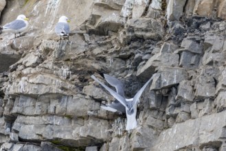 Group of kittiwakes (Rissa tridactyla) in a field wall, nesting sites, Mushamna, Spitsbergen,