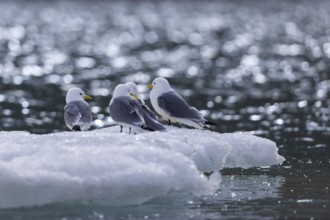 Group of kittiwakes (Rissa tridactyla) sitting on drift ice, Recherchebreen, Spitsbergen, Svalbard