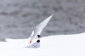 Arctic Arctic Tern (Sterna paradisaea), pair feeding, bridal gift, snow, Terns (Sterninae),