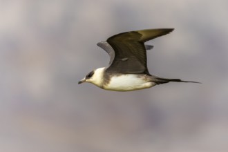 Long-tailed Skua (Stercorarius longicaudus) in flight, Aventdalen, Longyearbyen, Spitsbergen,