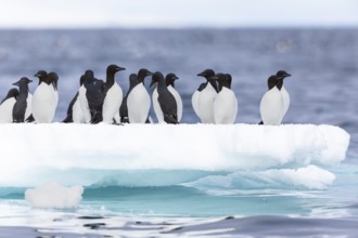 Thick-billed guillemot (Uria lomvia) on an ice floe, sea, water, alcids (Alcidae), Alkefjellet,